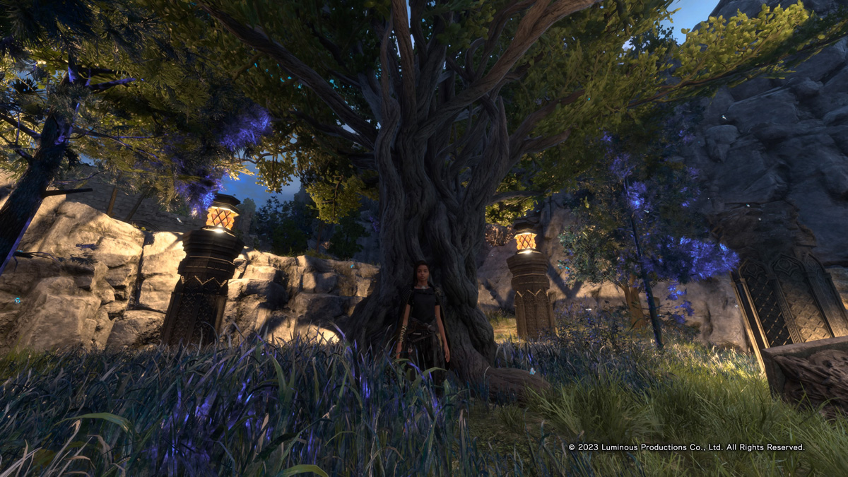 Un arbre de Ballow recherché pour sa résine